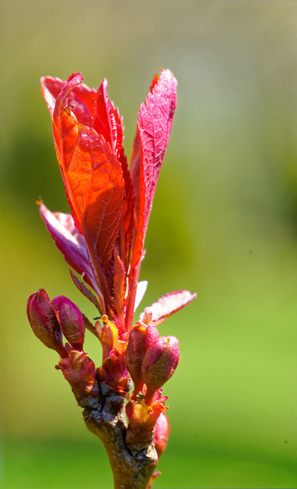 AfterEnchroma