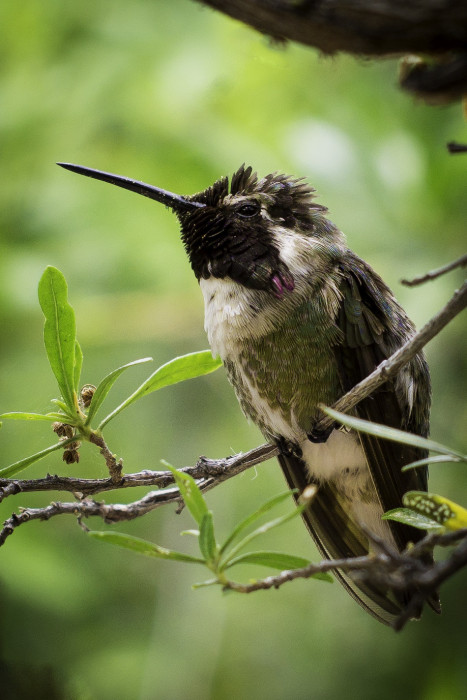 Desert Museum Hummingbird  ISO:200 - f1.4 - 50mm - 1/250 second