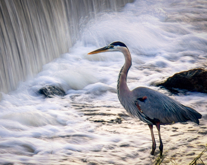 Hoover Heron Cropped ISO:100 - f/9 - 300mm - 1/3 second