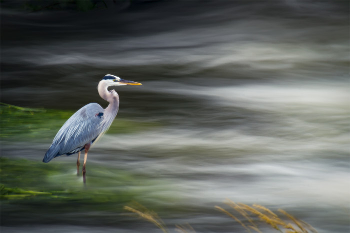 Stoic Heron  ISO:100 - f/22 - 300mm 1.3 seconds