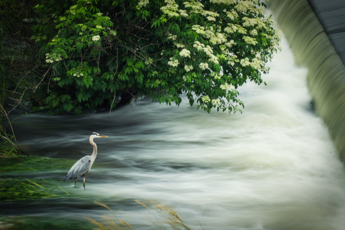 Stoic Heron Wide  ISO:100 - f/22 - 135mm - 1.3 seconds