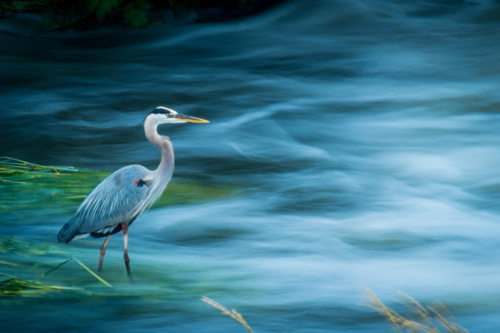 Stoic Heron Blue  ISO:100 - f/22 - 300mm 0.6 seconds