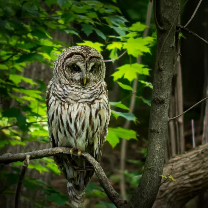 Barred Owl Inniswood  ISO:100 - f/1.4/ - 50mm - 1/80 s