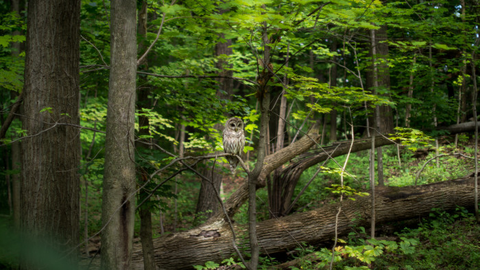 Inniswood Owl Uncropped