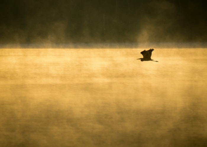 Hargus Lake Heron ISO:200 - f/7.1 - 210mm - 1/1000 sec