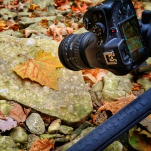 Leaf Closeup - BTS