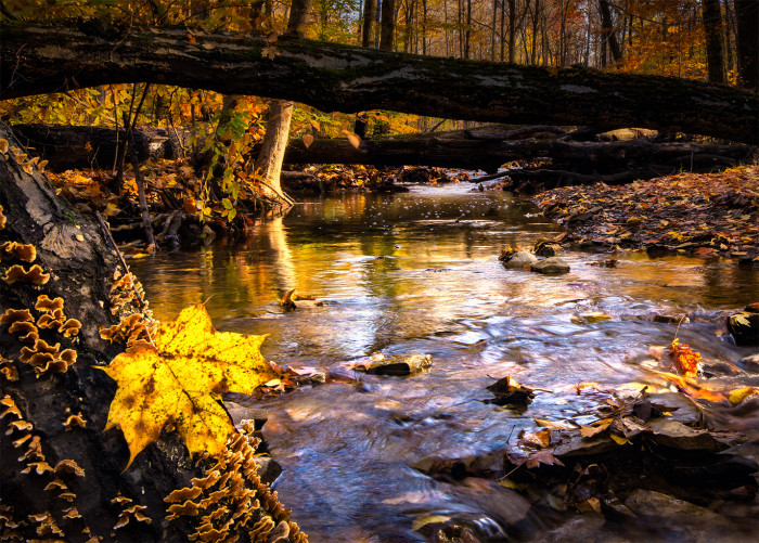 Blendon Autumn Creek ISO:100 - f/16 - 17mm - 1/6 sec