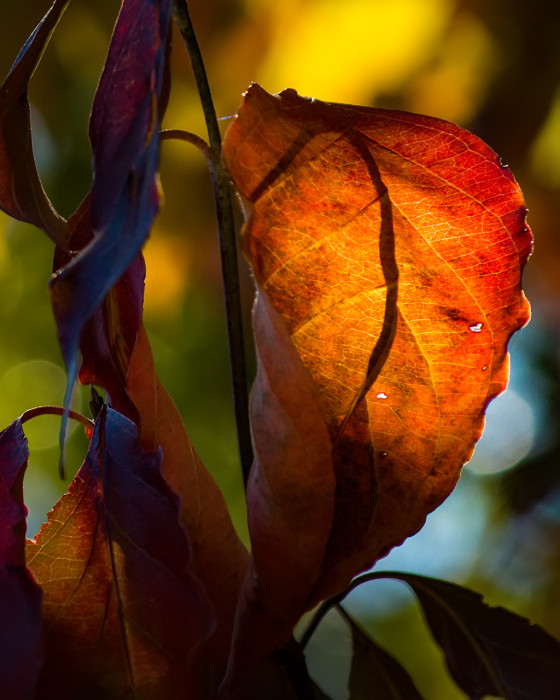 Back Lit Fall Color ISO:800 - f/5.6 - 135mm - 1/640 sec