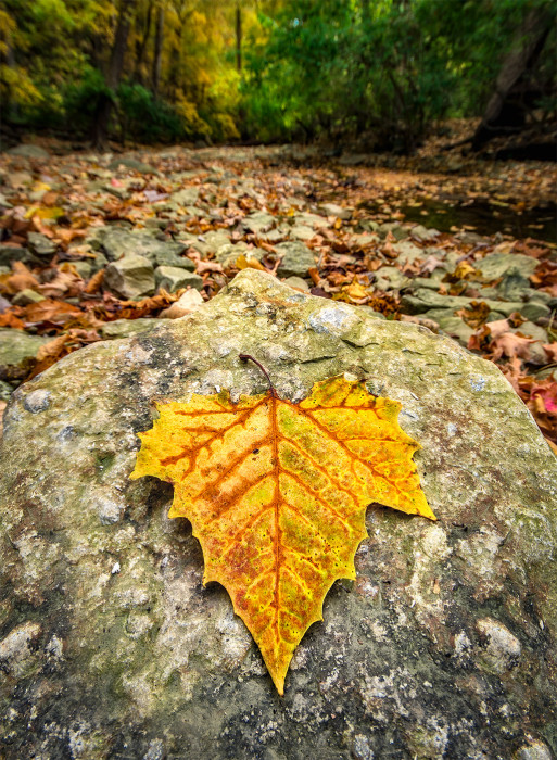 Indian Run Autumn Color ISO:100 - f/8 - 10mm - 1/15 sec