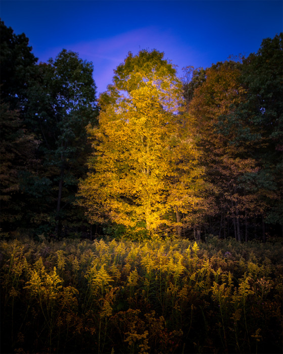 Light Painted Tree ISO:100 - f/5.6 - 20mm - 15 sec.