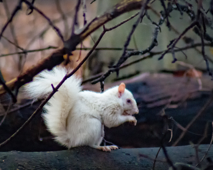 Albino Squirrel ISO:3200 - f/5.6 - 300mm - 1/640 sec