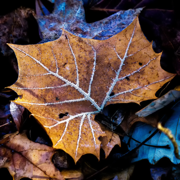 Frozen Veins ISO:800 - f/6.3 - 123mm - 1/320 sec - EV -1