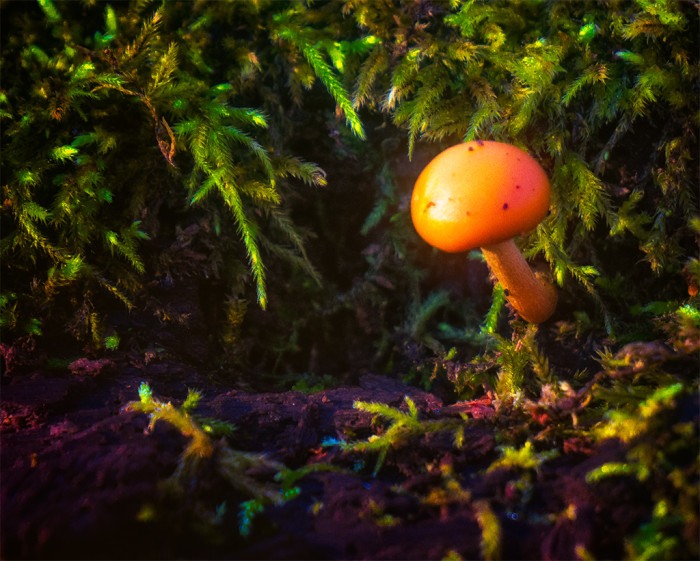 Morning Mushroom ISO:800 - f/6.3 - 210mm 1/160 sec - EV -1