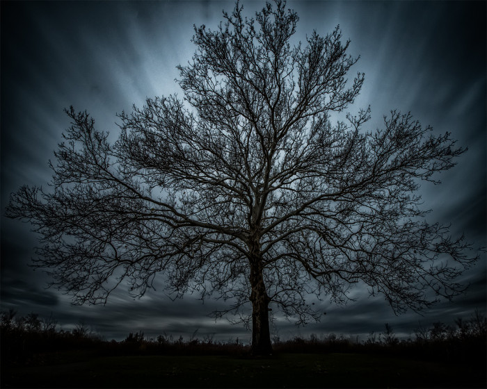 Spooky Sycamore ISO:100 - f/16 - 10mm - 80 sec