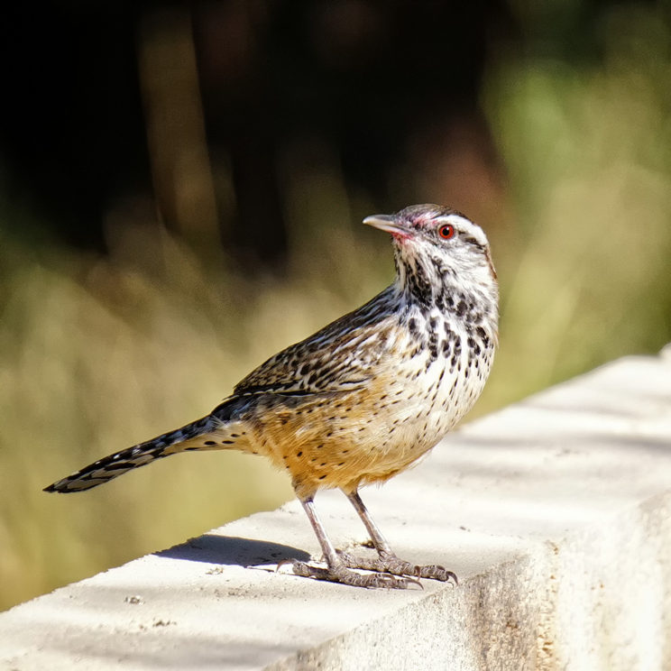 Cactus Wren