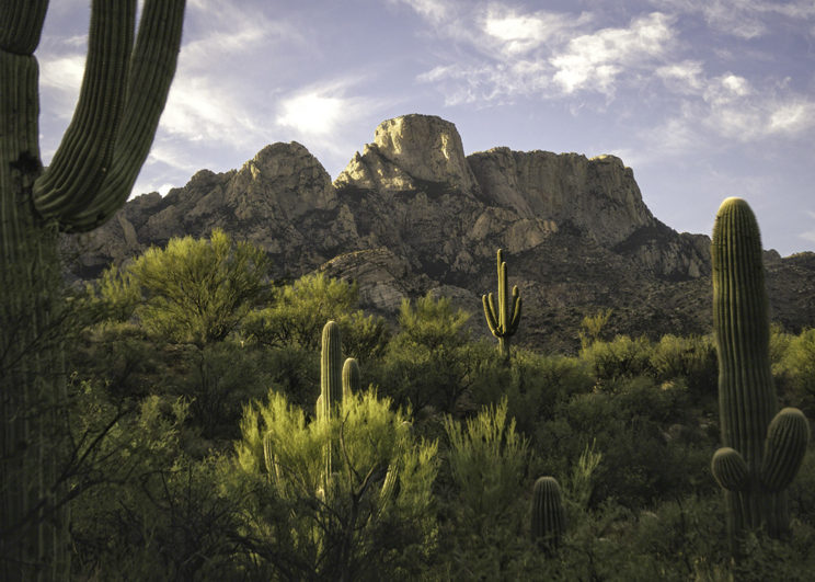 Catalina Desert Morning